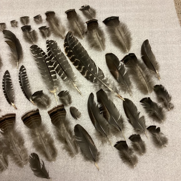 Wild Turkey Feathers - Picture 3 of 7